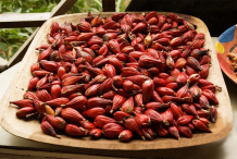 Grain-of-Paradise-Pods