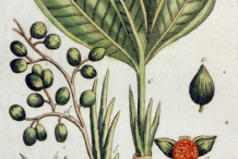 Grain-of-Paradise-plant-Illustration