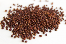 Grain-of-Paradise