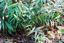 Grains-of-Paradise-plant