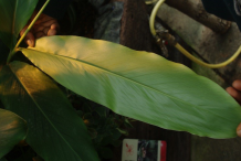 Leaf-of-Grain-of-Paradise-plant