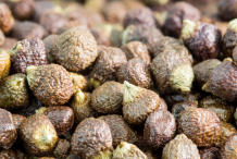Seeds-of-Grain-of-Paradise
