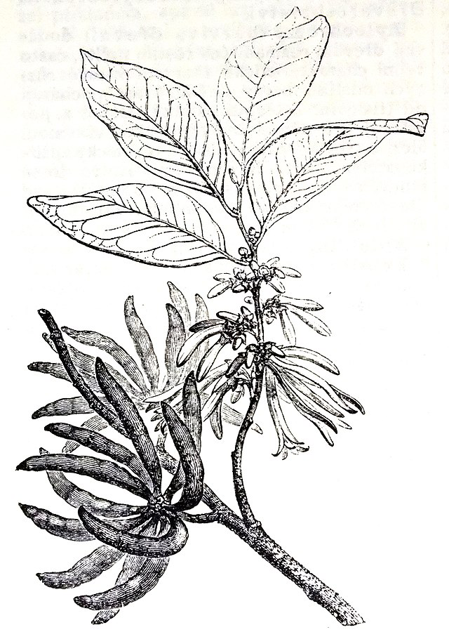 Plant-Illustration-of-Grains-of-Selim