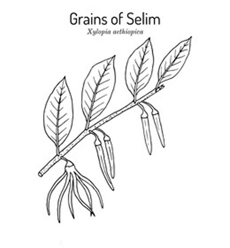 Sketch-of-Grains-of-Selim