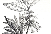Plant-Illustration-of-Grains-of-Selim