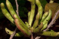 Closer-view-of-Immature-fruits-of-Grains-of-Selim