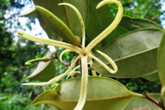 Flower-of-Grains-of-Selim