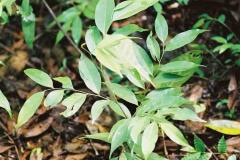 Grains-of-Selim-plant