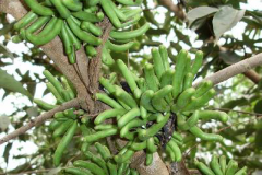 Immature-fruits-of-Grains-of-Selim
