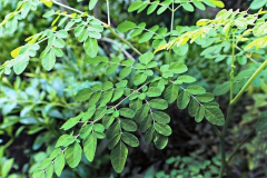Leaves-of-Grains-of-Selim