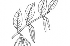 Sketch-of-Grains-of-Selim