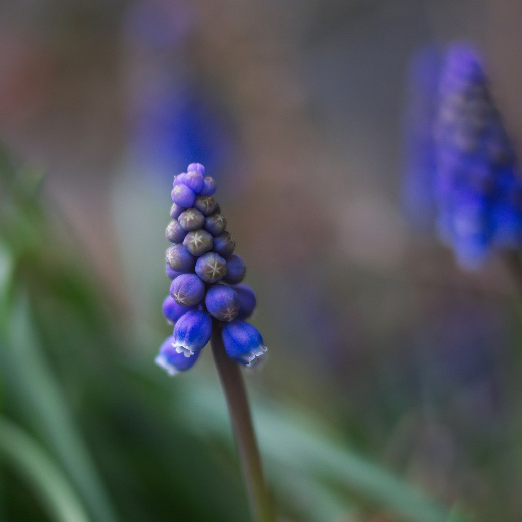 Flower-bud-of-Grape-Hyacinth