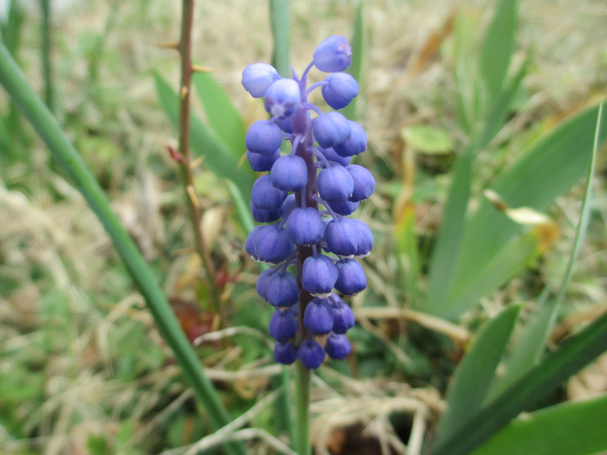 Grape-Hyacinth-flower