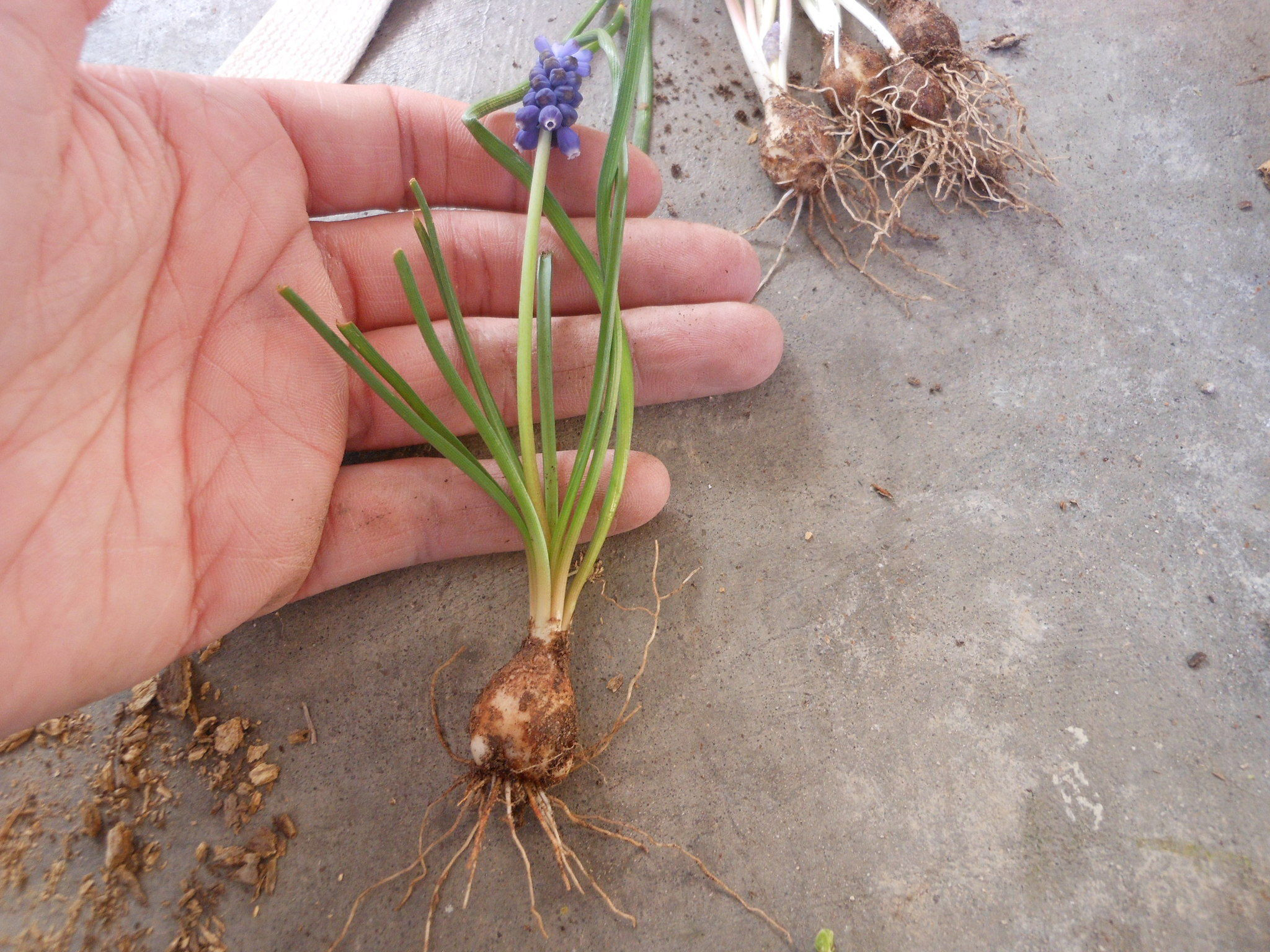 Grape-Hyacinth-whole-plant