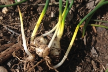 Grape-Hyacinth-bulbs