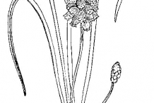 Grape-Hyacinth-drawing