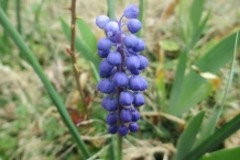 Grape-Hyacinth-flower