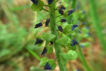 Grape-Hyacinth-fruit