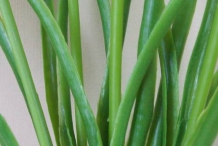 Grape-Hyacinth-leaves