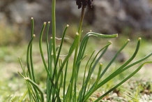 Grape-Hyacinth-plant