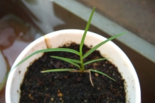 Grape-Hyacinth-seedling