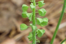 Grape-Hyacinth-seedpod