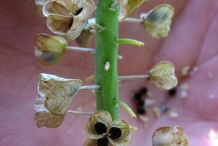 Grape-Hyacinth-seeds