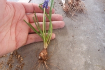 Grape-Hyacinth-whole-plant