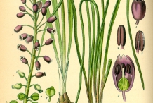 Illustration-of-Grape-Hyacinth