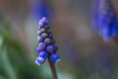 Flower-bud-of-Grape-Hyacinth
