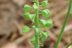 Grape-Hyacinth-seedpod