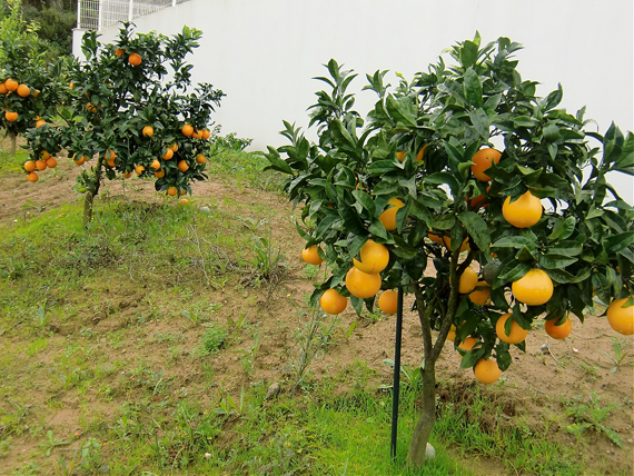 Grapefruit-Plant