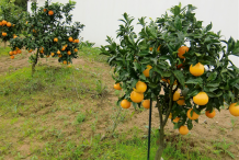 Grapefruit-Plant