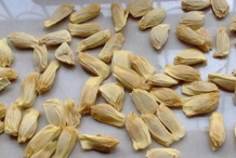 Grapefruit-Seeds
