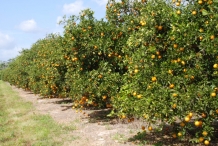 Grapefruit-farm