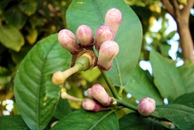 Grapefruit-flower bud