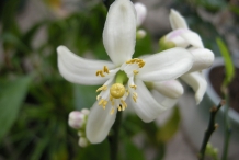 Grapefruit-flower