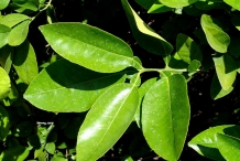 Grapefruit-leaves