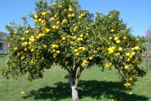 Grapefruit-tree