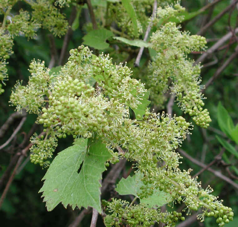 Close-up-flower-of-Grapes