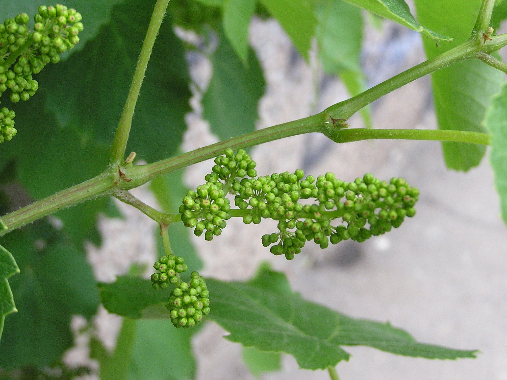 Flower-buds-of-Grapes
