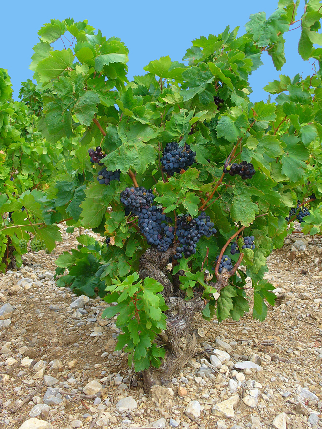 Grapes-vine
