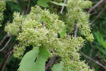 Close-up-flower-of-Grapes