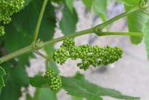 Flower-buds-of-Grapes