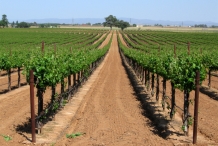 Grape-farm
