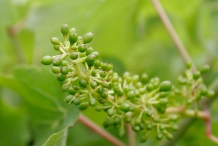 Grape-fruit-unripe