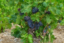 Grapes-vine