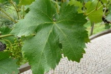 Leaves-of-Grapes