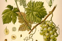 lllustration-of-Grapes