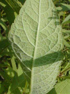 Underside-view-of-Gravel-Root-leaf